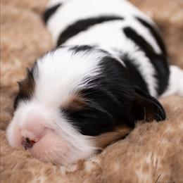 Uno - Tri-color male Cavalier King Charles Spaniel puppy in Hendersonville, North Carolina from Grayfinn House