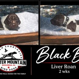 Boy 4 - Liver roan male German Shorthaired Pointer puppy in Dahlonega, Georgia from Pointer Mountain Bird Dogs