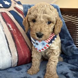 George aka Blue Collar - Cream male Goldendoodle puppy in Portland, Tennessee from Happy_Tails_by_TJ