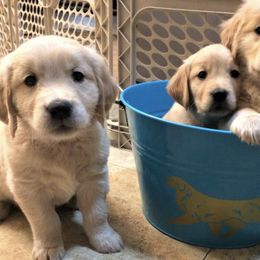 Golden Retriever Puppies from Rusty Creek Retrievers