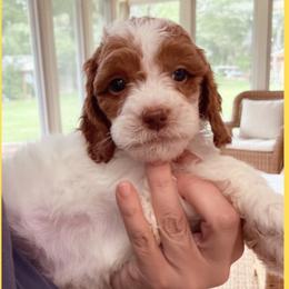 1400.00 Buttercup: Yellow Collar - Parti female Goldendoodle puppy in Raceland, Louisiana from Cajun Doodles