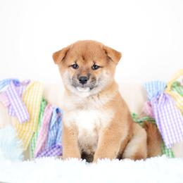 Voodoo -OFA HEALTH TESTED- - Red male Shiba Inu puppy in Neosho, Missouri from Kenny Cave K9s