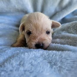 Donald - Wheaten male Miniature Schnauzer puppy in Crosby, Texas from Raisin' the Woof Schnauzers