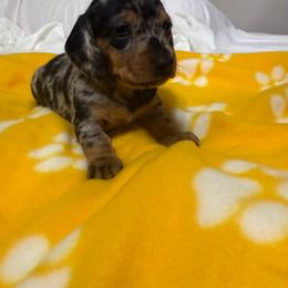 Dapple female - Dapple female Dachshund puppy in Rome, Georgia from Jade’s Dachshunds
