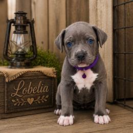 Lobelia - Blue female Great Dane puppy in Citra, Florida from AEW Farm