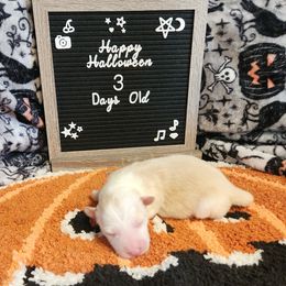 Gold Female - Gold female Border Collie puppy in Gary, Indiana from Lake Ridge Border Collies