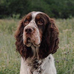 Maverick - English Springer Spaniel