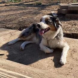 Laney - Australian Shepherd