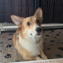 Dream - Pembroke Welsh Corgi