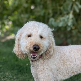 Hazel - Poodle