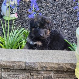 Yellow Girl - Black and red female German Shepherd puppy in Longview, Washington from Bunkerhill Shepherds