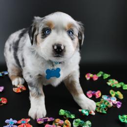 Romeo - Blue merle male Australian Shepherd puppy in Plantersville, Texas from Jak Se Auss