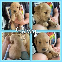 Bernese Mountain Dog and Golden Retriever Puppies from Happy Tails Family Farm