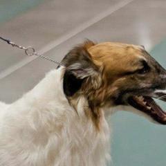 Borzois from Syskiyou Borzoi
