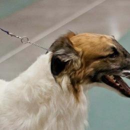 Borzois from Syskiyou Borzoi