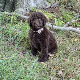 Bernedoodle, Cavapoo, and Newfoundland Puppies from Dyer Lake Newfoundlands