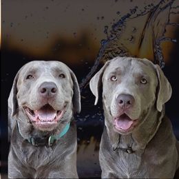 Dilute Retrievers from Adger Lake Labradors - Silver & Charcoal