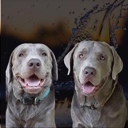 Dilute Retrievers from Adger Lake Labradors - Silver & Charcoal