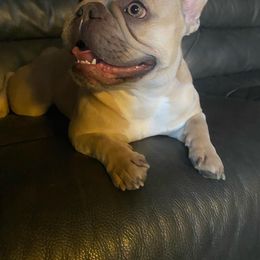 French Bulldog All Grown Up from The NorCal Queens Kennel