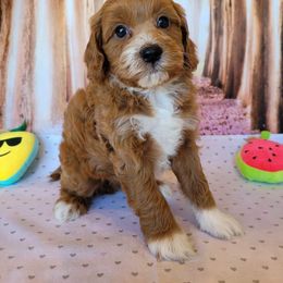 Aussiedoodle, Cavapoo, and Poodle Puppies from Perkins Pups