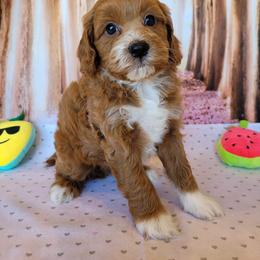 Aussiedoodle, Cavapoo, and Poodle Puppies from Perkins Pups