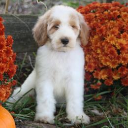 Australian Shepherd, Goldendoodle, and Poodle Puppies from 5AFarms