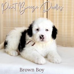 Brown Boy - Black and white male Bernedoodle puppy in Rochester, New York from Point Breeze Doodles, LLC