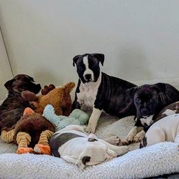 American Staffordshire Terrier Puppies from Buckeye Amstaffs