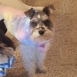 Pasha - Miniature Schnauzer