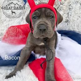 Bacon - Blue female Great Dane puppy in Sac City, Iowa from Northern Great Danes of Colorado & Iowa