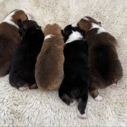 Pembroke Welsh Corgi puppies from Morehead Family Dogs