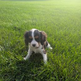 Quinn - female Cavalier King Charles Spaniel puppy in New Holland, Pennsylvania from Mountain Breeze Puppies