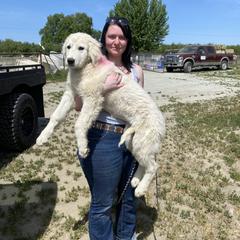 Sansa - female Maremma Sheepdog puppy in Kings County, California from Prancing Pony Farm Maremma Sheepdogs
