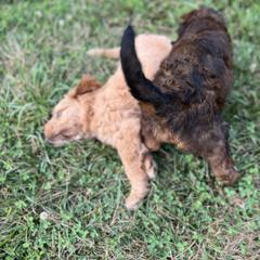 Saint Berdoodle Puppies from Highland Ridge Doodles