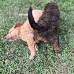 Saint Berdoodle Puppies from Highland Ridge Doodles