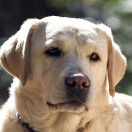 Ely - Labrador Retriever