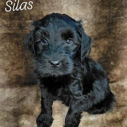 Silas - Black male Goldendoodle puppy in Eau Claire, Wisconsin from Fisher River Doodle's