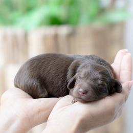 Cannoli - Chocolate and tan female Dachshund puppy in Fort Myers, Florida from Blossom Paws