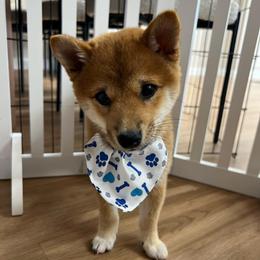 Luigi - Red male Shiba Inu puppy in Elizabeth, New Jersey from Shiba Inu Loving Care