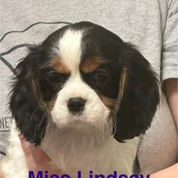 Lady Rose(Lindsey) - Tri-color female Cavalier King Charles Spaniel puppy in Broken Arrow, Oklahoma from Cavalier King Charles Heartland
