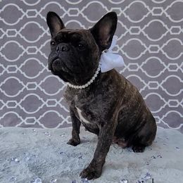 Kimi - French Bulldog
