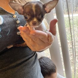 Chihuahua and Dachshund Puppies from Casey's Chihuahuas and Dachshunds