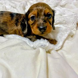 Bruno - Dapple male Dachshund puppy in El Mirage, Arizona from Sunset Dachshunds