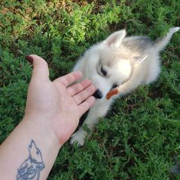 German Shepherd and Siberian Husky Puppies from Sininger Lagoon