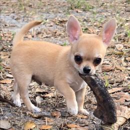 Larry - Red male Chihuahua puppy in Cape Coral, Florida from Inspired Chihuahuas