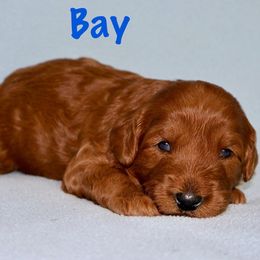 Boy 1 - male Australian Labradoodle puppy in Austin, Texas from AussieTex Labradoodles
