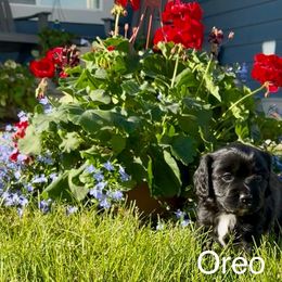 Cavapoo Puppies from Shoemaker Cavapoo Kennel