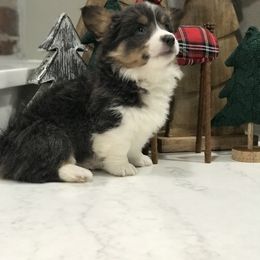 Pembroke Welsh Corgi Puppies from 3B Corgis
