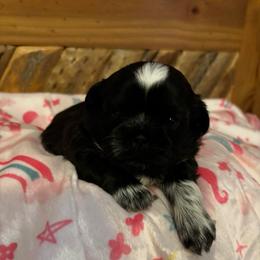 Wren - Black white and silver female Shih Tzu puppy in Murphy, North Carolina from Carolina Mountain Shih Tzus