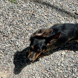Mystery - Dachshund